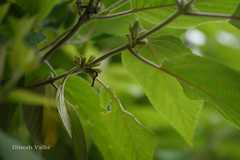 Colquhounia coccinea